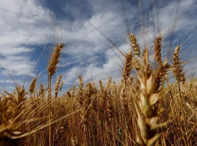 TRIGO: PREÇOS ALTOS IMPULSIONADOS POR SECA NOS EUA