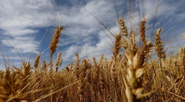 TRIGO: PREÇOS ALTOS IMPULSIONADOS POR SECA NOS EUA TRIGO: PREÇOS ALTOS IMPULSIONADOS POR SECA NOS EUA