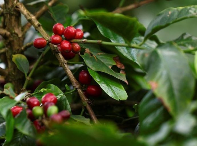 CAFÉ ARÁBICA: QUEDA NO MERCADO DE NOVA YORK