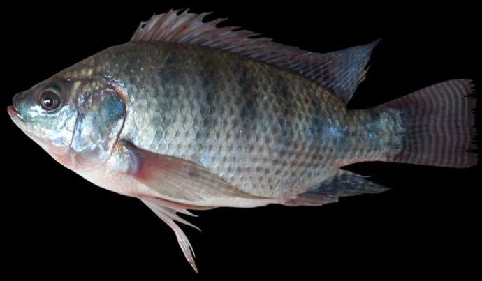 CRESCIMENTO DO CONSUMO DE PEIXE NA SEMANA SANTA