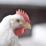 Aviax Plus: 15 Anos de Inovação no Combate à Coccidiose na Avicultura Brasileira