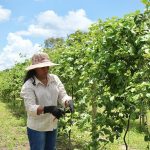 Empoderamento Feminino no Campo: A Transformação Através da Agricultura Irrigada