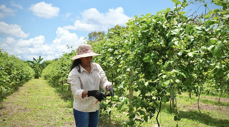 Empoderamento Feminino no Campo: A Transformação Através da Agricultura Irrigada Empoderamento Feminino no Campo: A Transformação Através da Agricultura Irrigada