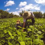 Investimentos Superiores a R$ 2 Bilhões Fortalecem a Agricultura Familiar no Norte e Centro-Oeste