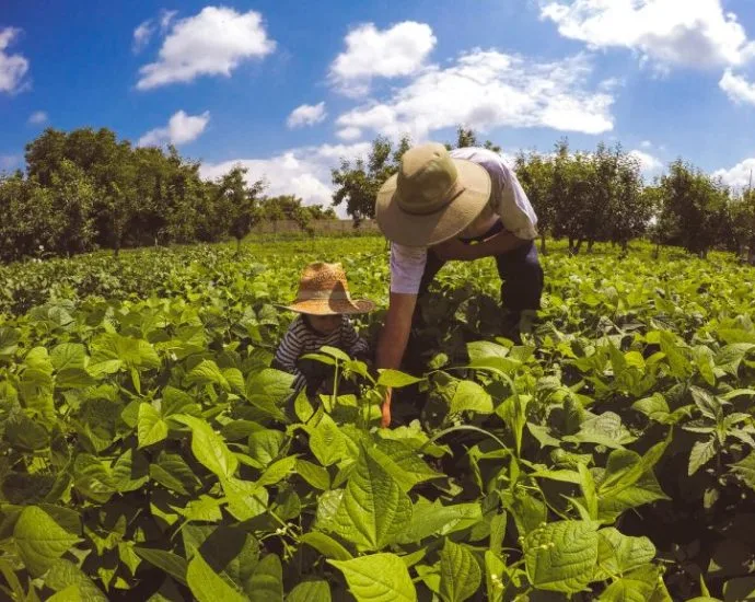 Investimentos Superiores a R$ 2 Bilhões Fortalecem a Agricultura Familiar no Norte e Centro-Oeste