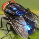 Desvendando a Biodiversidade da Amazônia: O Risco das Moscas Sarcosaprófagas