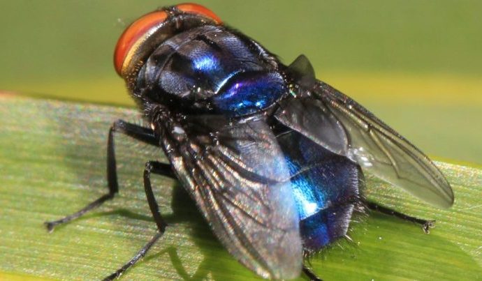 Desvendando a Biodiversidade da Amazônia: O Risco das Moscas Sarcosaprófagas Desvendando a Biodiversidade da Amazônia: O Risco das Moscas Sarcosaprófagas