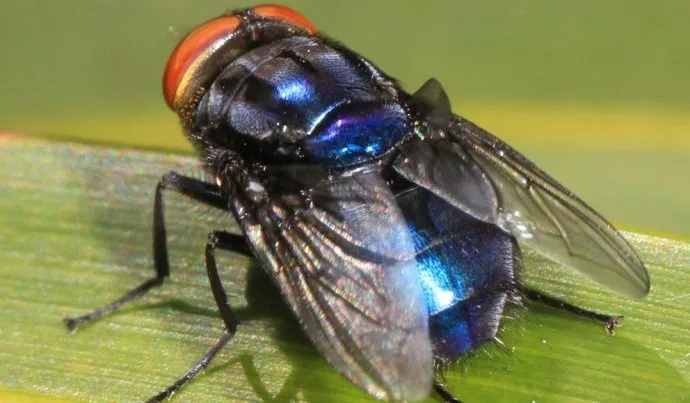 Desvendando a Biodiversidade da Amazônia: O Risco das Moscas Sarcosaprófagas