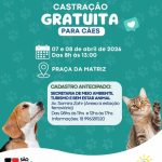 Início do Mutirão de Castrações e Microchipagem em Ilha Solteira