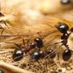 Homem é preso no Aeroporto de Nairóbi tentando contrabandear mais de 2.000 formigas-vivas