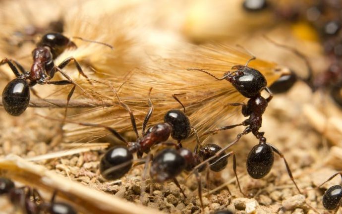 Homem é preso no Aeroporto de Nairóbi tentando contrabandear mais de 2.000 formigas-vivas