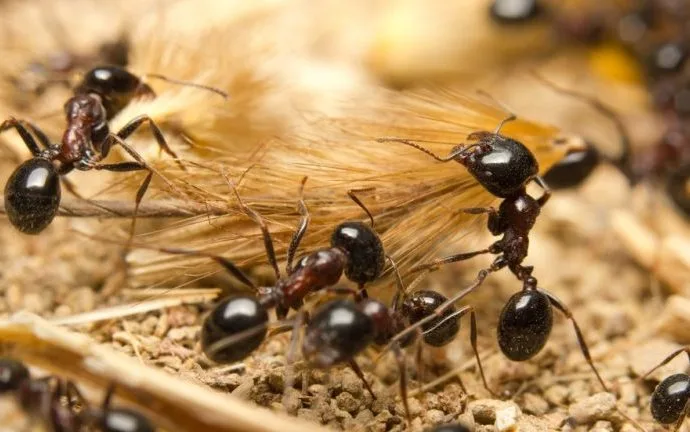 Homem é preso no Aeroporto de Nairóbi tentando contrabandear mais de 2.000 formigas-vivas