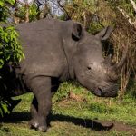Rinocerontes Retornam ao Parque Nacional Kidepo Valley em Uganda Após 40 Anos