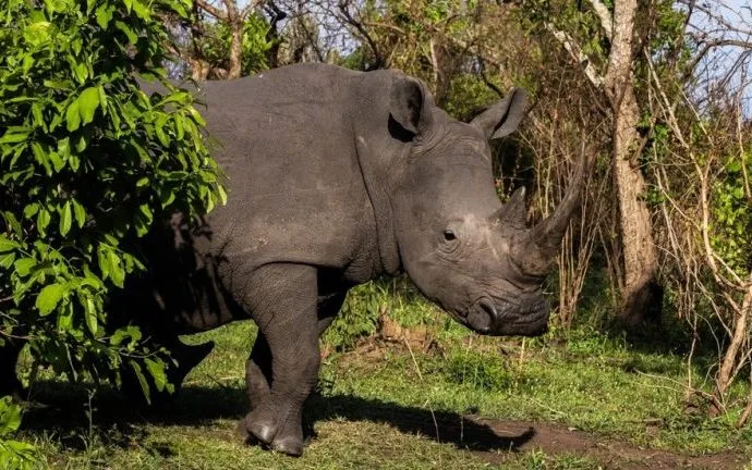 Rinocerontes Retornam ao Parque Nacional Kidepo Valley em Uganda Após 40 Anos