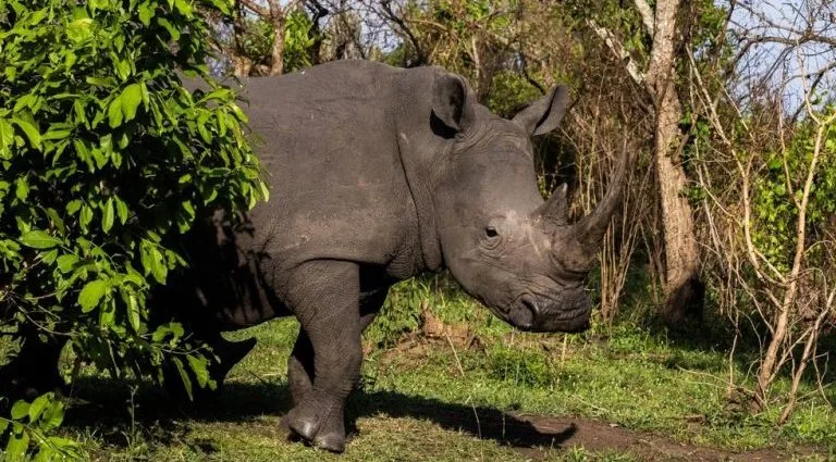 Rinocerontes Retornam ao Parque Nacional Kidepo Valley em Uganda Após 40 Anos Rinocerontes Retornam ao Parque Nacional Kidepo Valley em Uganda Após 40 Anos