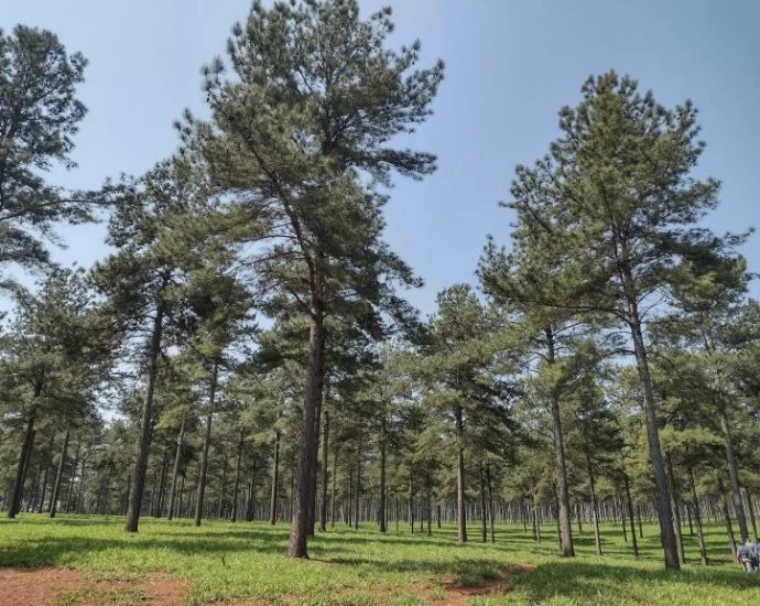 Florestas Plantadas: Solução Sustentável para a Indústria Madeireira