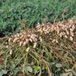 Vale da Celulose: Protagonismo e Diversificação em Ribas do Rio Pardo