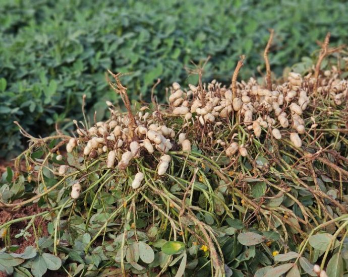 Vale da Celulose: Protagonismo e Diversificação em Ribas do Rio Pardo Vale da Celulose: Protagonismo e Diversificação em Ribas do Rio Pardo