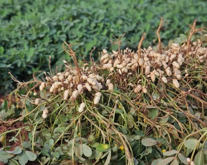 Vale da Celulose: Protagonismo e Diversificação em Ribas do Rio Pardo