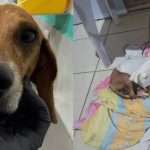 Mulher Indiciada por Maus-Tratos a Cão em Goiânia: Detalhes do Caso