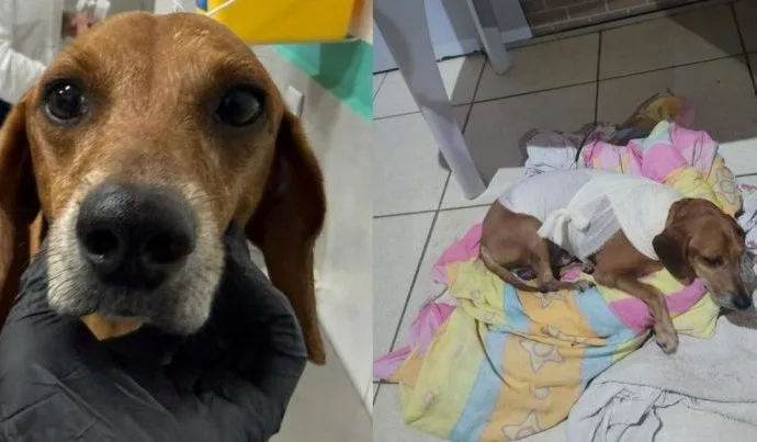 COMPANHIAS DE REIS farão apresentação especial na Praça Moura Andrade nesta quinta
