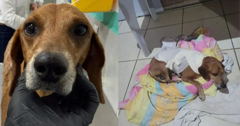 Mulher Indiciada por Maus-Tratos a Cão em Goiânia: Detalhes do Caso