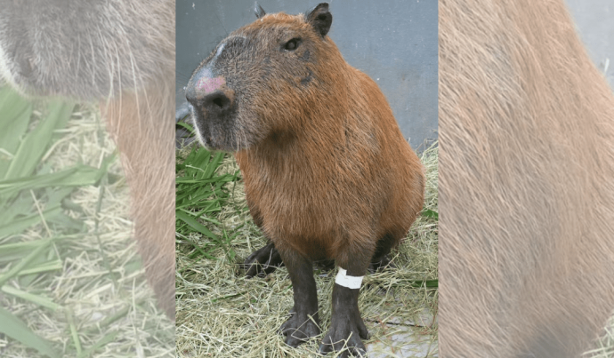 Capivara agredida no Rio de Janeiro apresenta melhora, mas pode perder visão
