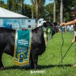 Mundial Brangus 2026: Gaúchos Dominam Competição com Genética de Alto Nível