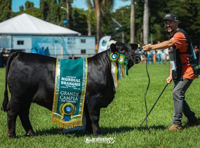 Mundial Brangus 2026: Gaúchos Dominam Competição com Genética de Alto Nível Mundial Brangus 2026: Gaúchos Dominam Competição com Genética de Alto Nível