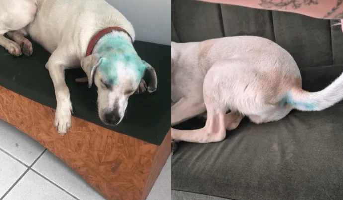 Universidade de SC Investiga Casos de Maus-Tratos a Animais Durante Trote