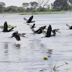 Pantanal: Refúgio Vital para Aves Migratórias e Sede da COP15