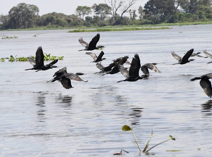 Pantanal: Refúgio Vital para Aves Migratórias e Sede da COP15