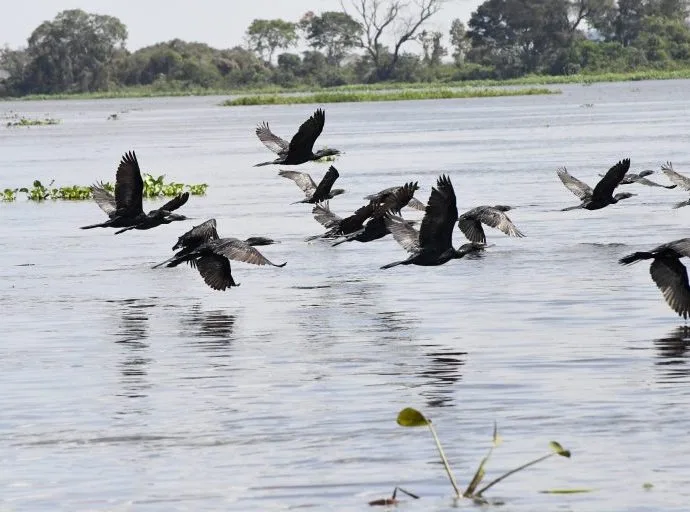 Pantanal: Refúgio Vital para Aves Migratórias e Sede da COP15 Pantanal: Refúgio Vital para Aves Migratórias e Sede da COP15
