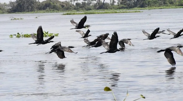 Pantanal: Refúgio Vital para Aves Migratórias e Sede da COP15