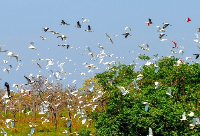 Mato Grosso do Sul se Prepara para a COP15: Ações Governamentais em Foco