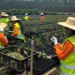 Suzano Amplia Iniciativas para Aumentar a Participação Feminina no Setor Florestal