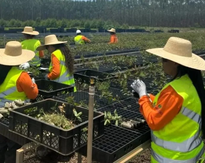 Suzano Amplia Iniciativas para Aumentar a Participação Feminina no Setor Florestal