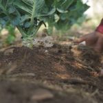 Paulo Teixeira Lança Investimento de R$ 150 Milhões para a Agricultura Familiar