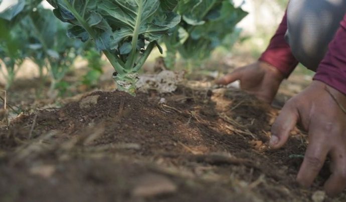 Paulo Teixeira Lança Investimento de R$ 150 Milhões para a Agricultura Familiar