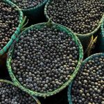 Novo Programa no Pará Promove a Produção Sustentável de Açaí