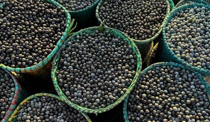 Novo Programa no Pará Promove a Produção Sustentável de Açaí