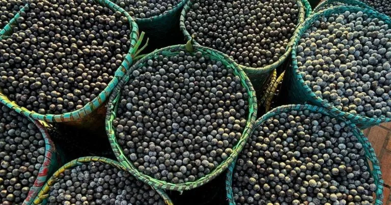 Novo Programa no Pará Promove a Produção Sustentável de Açaí
