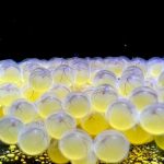 Bioparque Pantanal: 100ª Reprodução Marca Avanços na Conservação da Biodiversidade Aquática