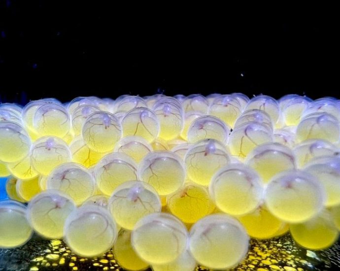 Bioparque Pantanal: 100ª Reprodução Marca Avanços na Conservação da Biodiversidade Aquática