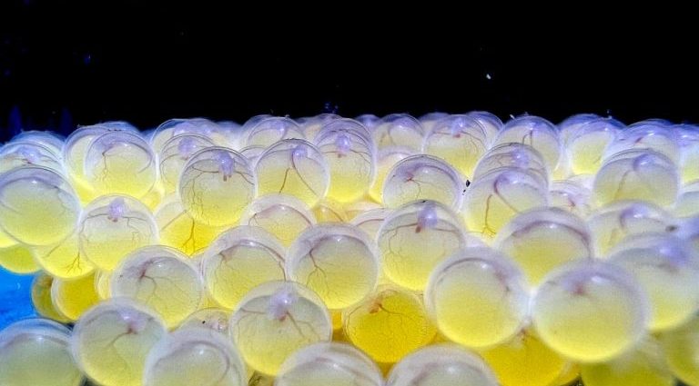 Bioparque Pantanal: 100ª Reprodução Marca Avanços na Conservação da Biodiversidade Aquática Bioparque Pantanal: 100ª Reprodução Marca Avanços na Conservação da Biodiversidade Aquática