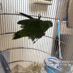 PAPAGAIO IRREGULAR RESULTA EM MULTA AMBIENTAL