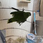 PAPAGAIO IRREGULAR RESULTA EM MULTA AMBIENTAL