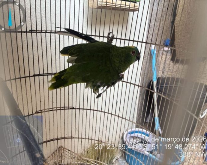 PAPAGAIO IRREGULAR RESULTA EM MULTA AMBIENTAL PAPAGAIO IRREGULAR RESULTA EM MULTA AMBIENTAL