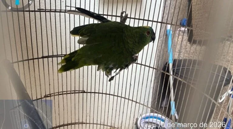 PAPAGAIO IRREGULAR RESULTA EM MULTA AMBIENTAL