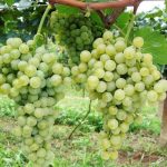 A Revolução dos Vinhos de Inverno no Centro-Oeste Brasileiro